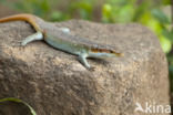 Regenboog skink (Trachylepis margaritifera)