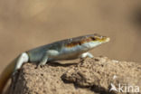 Rainbow skink (Trachylepis margaritifera)