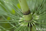 Reuzenpaardenstaart (Equisetum telmateia)