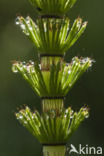 Reuzenpaardenstaart (Equisetum telmateia)