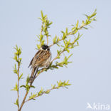 Reed Bunting (Emberiza schoeniclus)