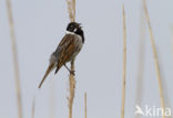 Reed Bunting (Emberiza schoeniclus)