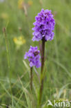 Rietorchis (Dactylorhiza praetermissa)