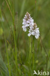 Rietorchis (Dactylorhiza praetermissa)