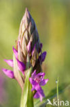 Southern Marsh-orchid (Dactylorhiza majalis subsp. praetermissa)