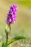 Southern Marsh-orchid (Dactylorhiza majalis subsp. praetermissa)