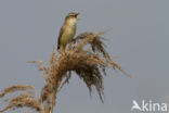 Sedge Warbler (Acrocephalus schoenobaenus)