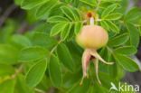 Rimpelroos (Rosa rugosa)