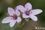 Robertskruid (Geranium robertianum)