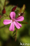 Robertskruid (Geranium robertianum)