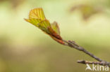 Rode beuk (Fagus purpurea)