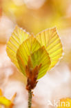 Rode beuk (Fagus purpurea)