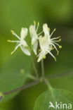 Rode kamperfoelie (Lonicera xylosteum)