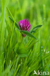 Rode klaver (Trifolium pratense)