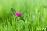 Rode klaver (Trifolium pratense)