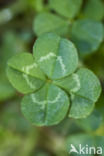 Rode klaver (Trifolium pratense)