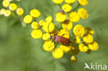 Rode smalbok (Corymbia rubra)