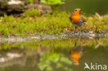 European Robin (Erithacus rubecula)