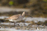 Bar-tailed Godwit (Limosa lapponica)