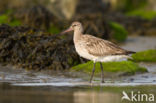 Bar-tailed Godwit (Limosa lapponica)