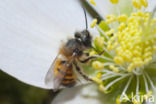 Rosse metselbij (Osmia bicornis)