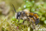 Osmia bicornis