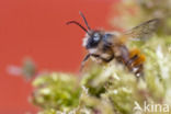 Rosse metselbij (Osmia bicornis)