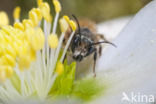 Osmia bicornis