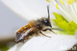 Rosse metselbij (Osmia bicornis)