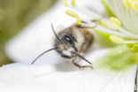 Rosse metselbij (Osmia bicornis)