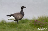 Rotgans (Branta bernicla)