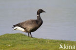 Rotgans (Branta bernicla)