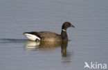 Rotgans (Branta bernicla)