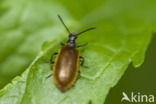 Darkling beetle (Lagria hirta)