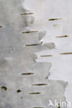 Silver Birch (Betula pendula)
