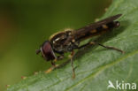 Platycheirus scutatus