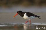 Oystercatcher (Haematopus ostralegus)