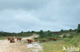 Highland Cow (Bos domesticus)