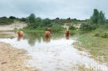 Highland Cow (Bos domesticus)