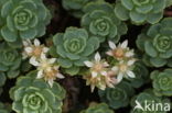 Sedum pachyclados