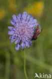 Six-spot Burnet (Zygaena filipendulae)