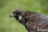 Peregrine Falcon (Falco peregrinus)