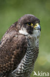 Peregrine Falcon (Falco peregrinus)