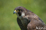 Slechtvalk (Falco peregrinus)
