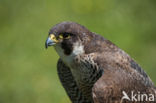 Peregrine Falcon (Falco peregrinus)