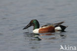 Northern Shoveler (Anas clypeata)