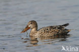 Slobeend (Anas clypeata)