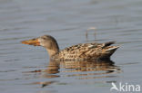 Northern Shoveler (Anas clypeata)