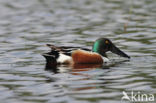 Northern Shoveler (Anas clypeata)