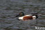 Northern Shoveler (Anas clypeata)